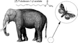 Asian elephants and many moths share a pheromone molecule