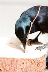 Crow using stick tool