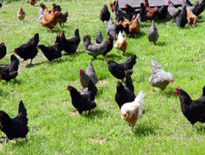 Freerange Chickens