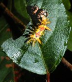 Jumping spider devouring a tropical capterpillar