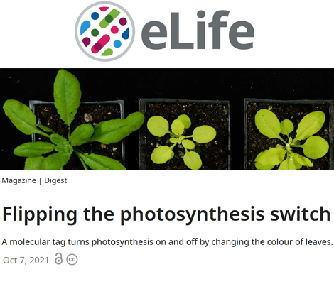 Image related to 2021 eLife article, with link