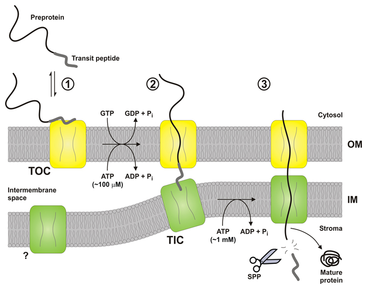 Diagram showing the different stages and energetics of chloroplast protein import