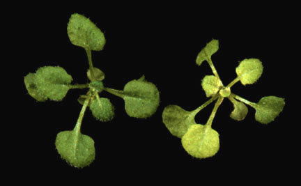 Photograph showing a ppi1 mutant plant alongside wild type