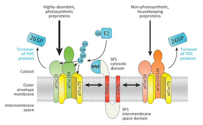 Model showing the role of the SP1 protein in regulating different client-specific TOC complexes