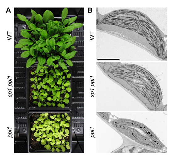 Plant photographs and chloroplast electron micrographs showing how sp1 suppresses the ppi1 phenotype