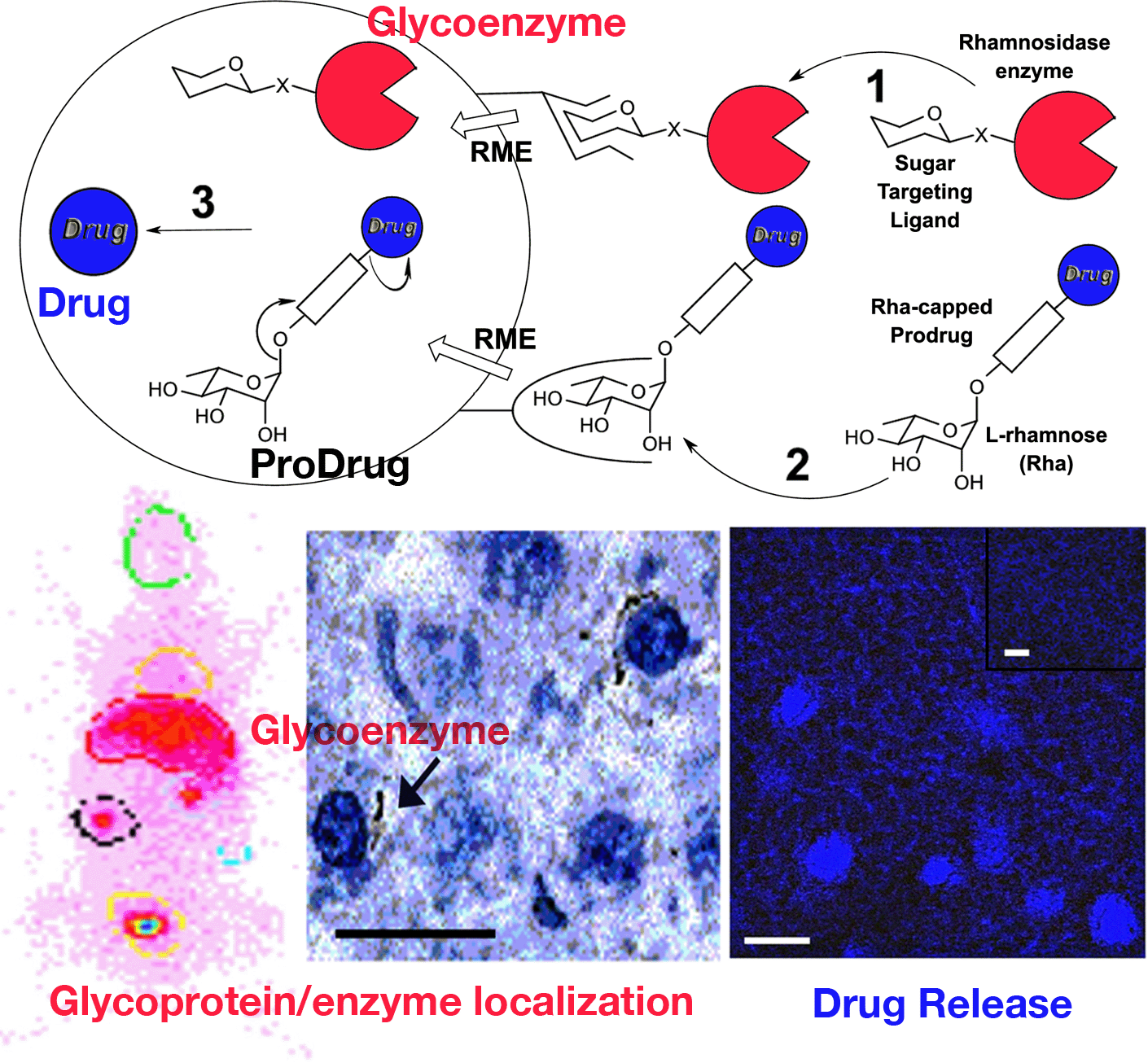 drug delivery