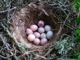 Research papers on brood parasitism