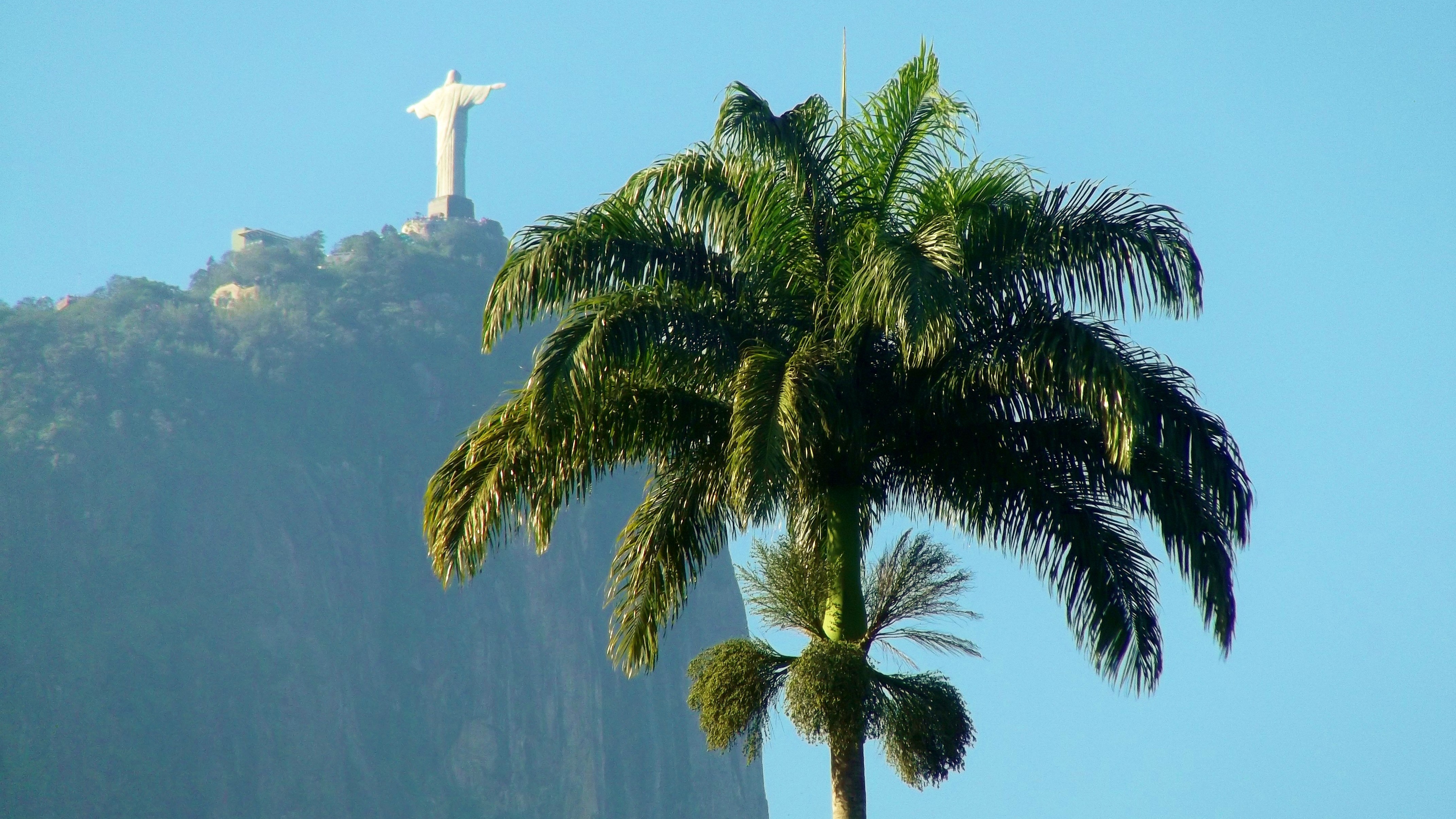 In the foreground, a palm tree. In the background, the Christ the Redeemer statue in Rio de Janeiro