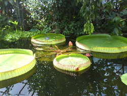 Water lilies in the Oxford botanical gardens