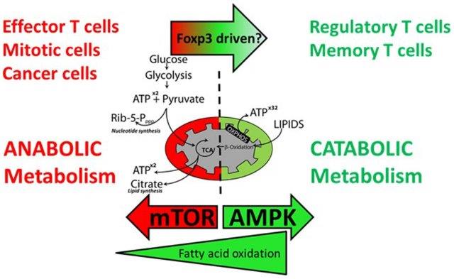 T cell metabolism