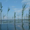 Reeds in Lake Hjlmaren