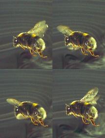 A bumblebee in the wind tunnel at the Zoology Department, Oxford University. Photo: Richard J. Bomphrey