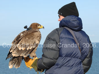 steppe eagle and handler