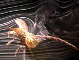 dragonfly flow visualization