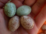 Brood Parasites