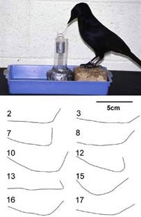 Figure from Science