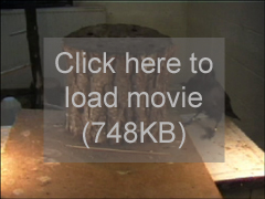 Movie of crow YY, a male, using a tool left-laterally