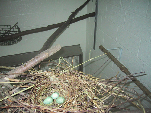Nest with three eggs