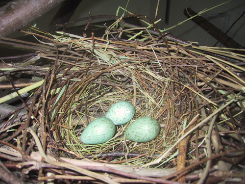 Nest with three eggs