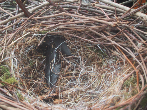 Betty's nest with no eggs yet - close up