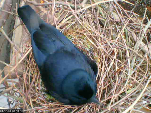 Betty sitting on her nest