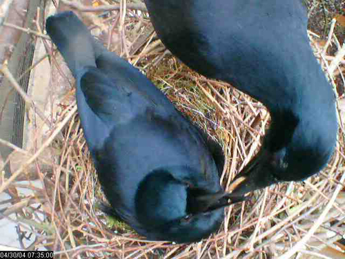 Betty's mate feeding her
