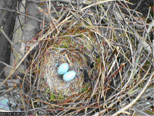 Betty's two eggs
