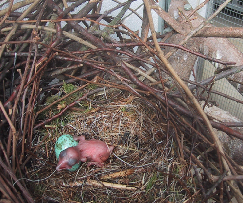Betty's chick ("Uék") and egg