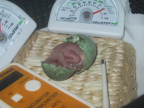"Nalik" hatching 2