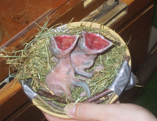Two chicks begging
