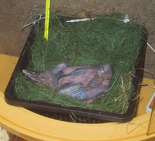 Uék in nest 1