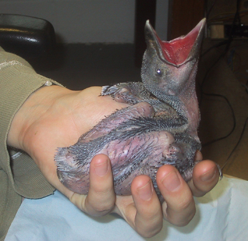 Uék in hand