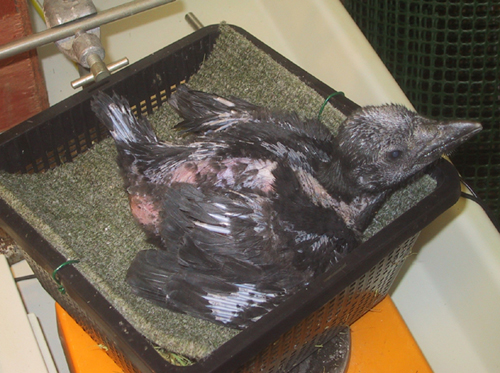 Uék in nest 2