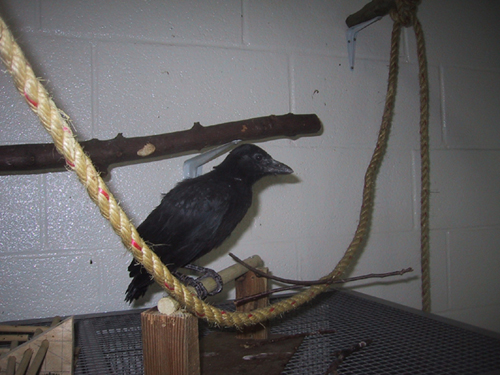 Uék in aviary