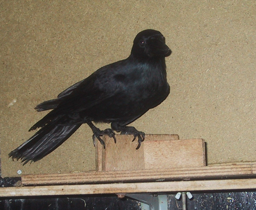 Corbeau on platform