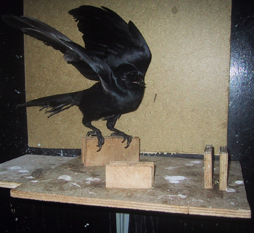 Corbeau flying off platform