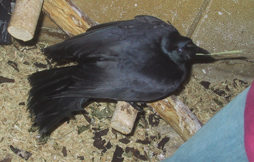 Corbeau on ladder