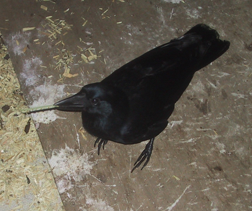 Corbeau holding Pandanus tool 1