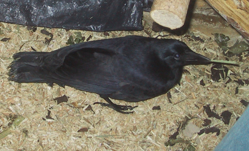 Corbeau holding Pandanus tool 2