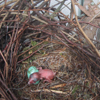 Betty's chick ("U�k") and egg