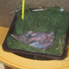 U�k in nest 1