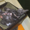 U�k in nest 2