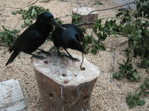 Uek & Nalik on stump