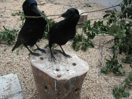 Uek & Nalik on stump