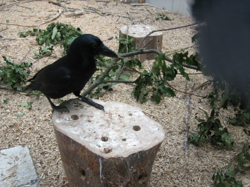 Uek on stump