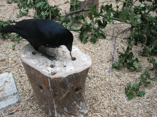 Uek on stump 2