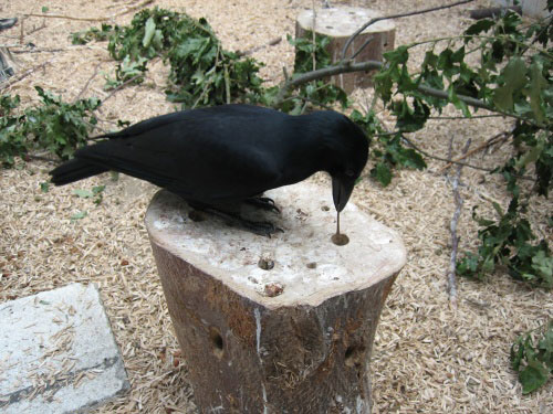 Uek on stump 3