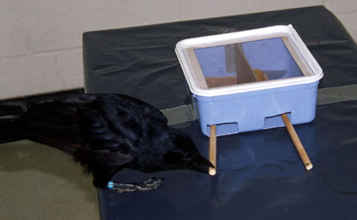 Betty in folk physics experiment 1