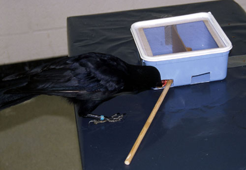 Betty in folk physics experiment 2