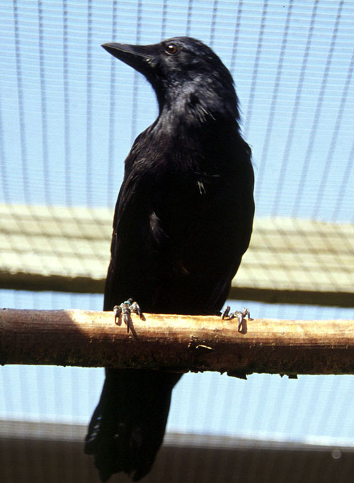 Portrait of Betty 1